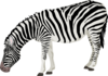 Grazing Zebra Clip Art